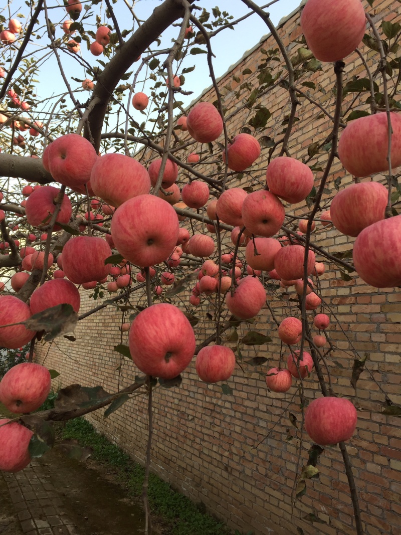 苹果