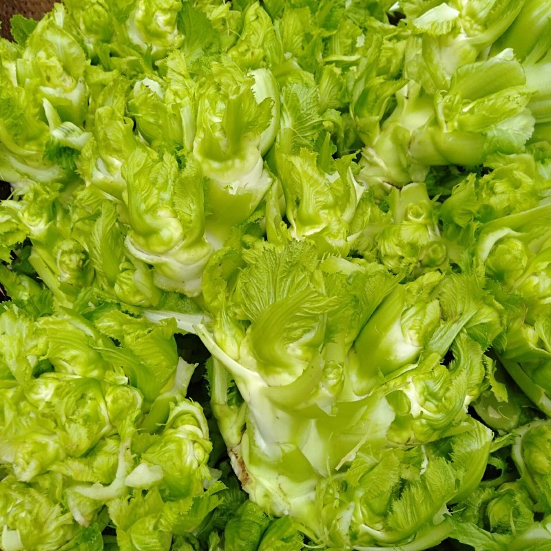 儿菜长期供应量大