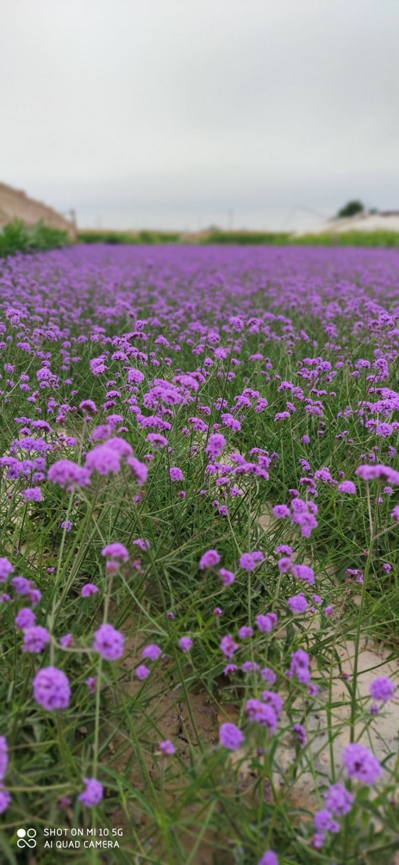 柳叶马鞭草籽，花海公园绿化工程推荐品种