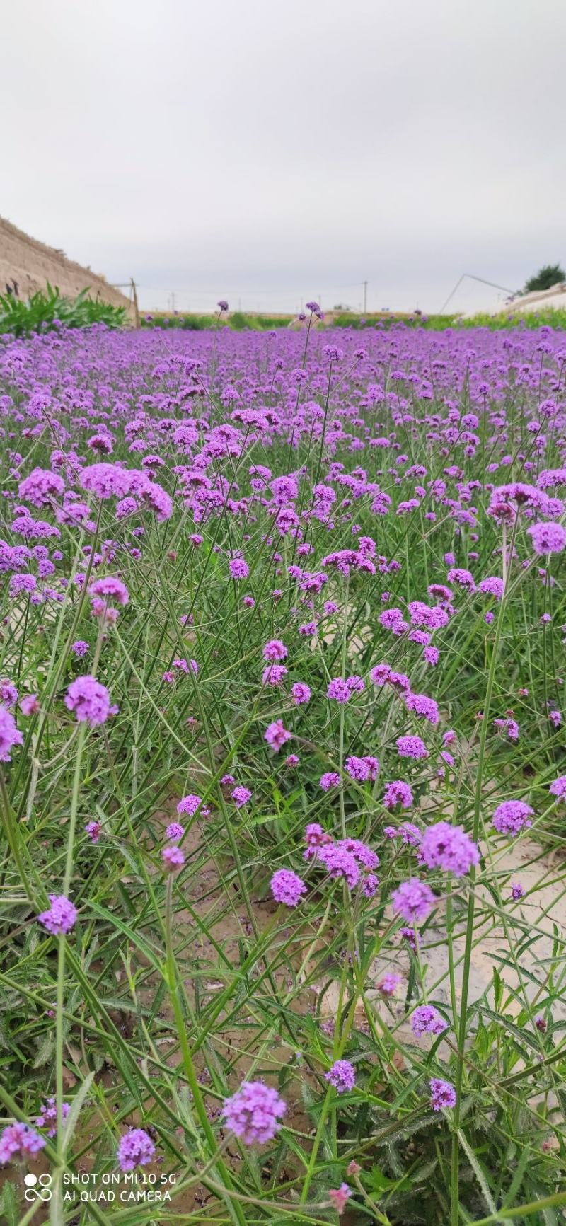 柳叶马鞭草籽，花海公园绿化工程推荐品种