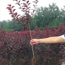 紫叶李树苗庭院四季南方北方种植当年开花结果李子树苗红叶李