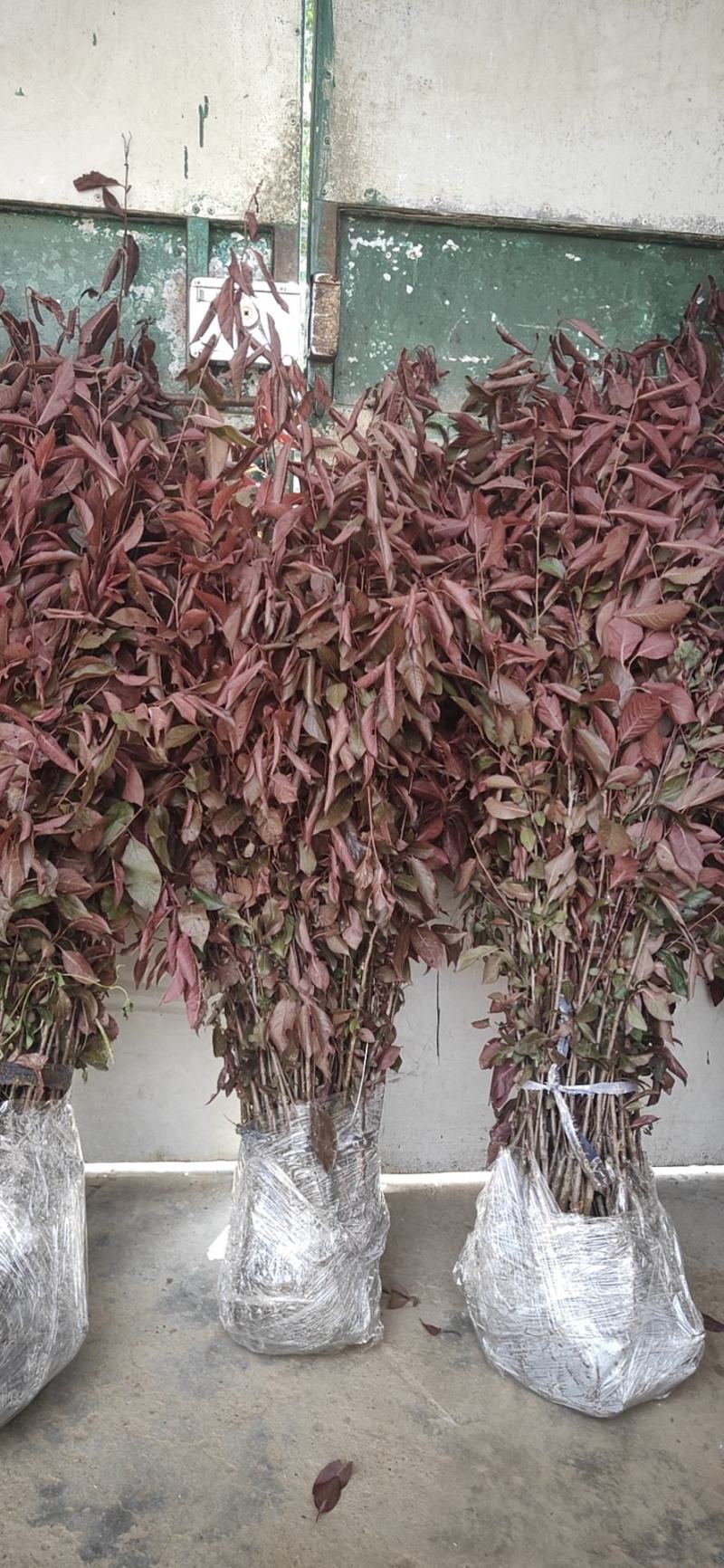 紫叶李树苗庭院四季南方北方种植当年开花结果李子树苗红叶李