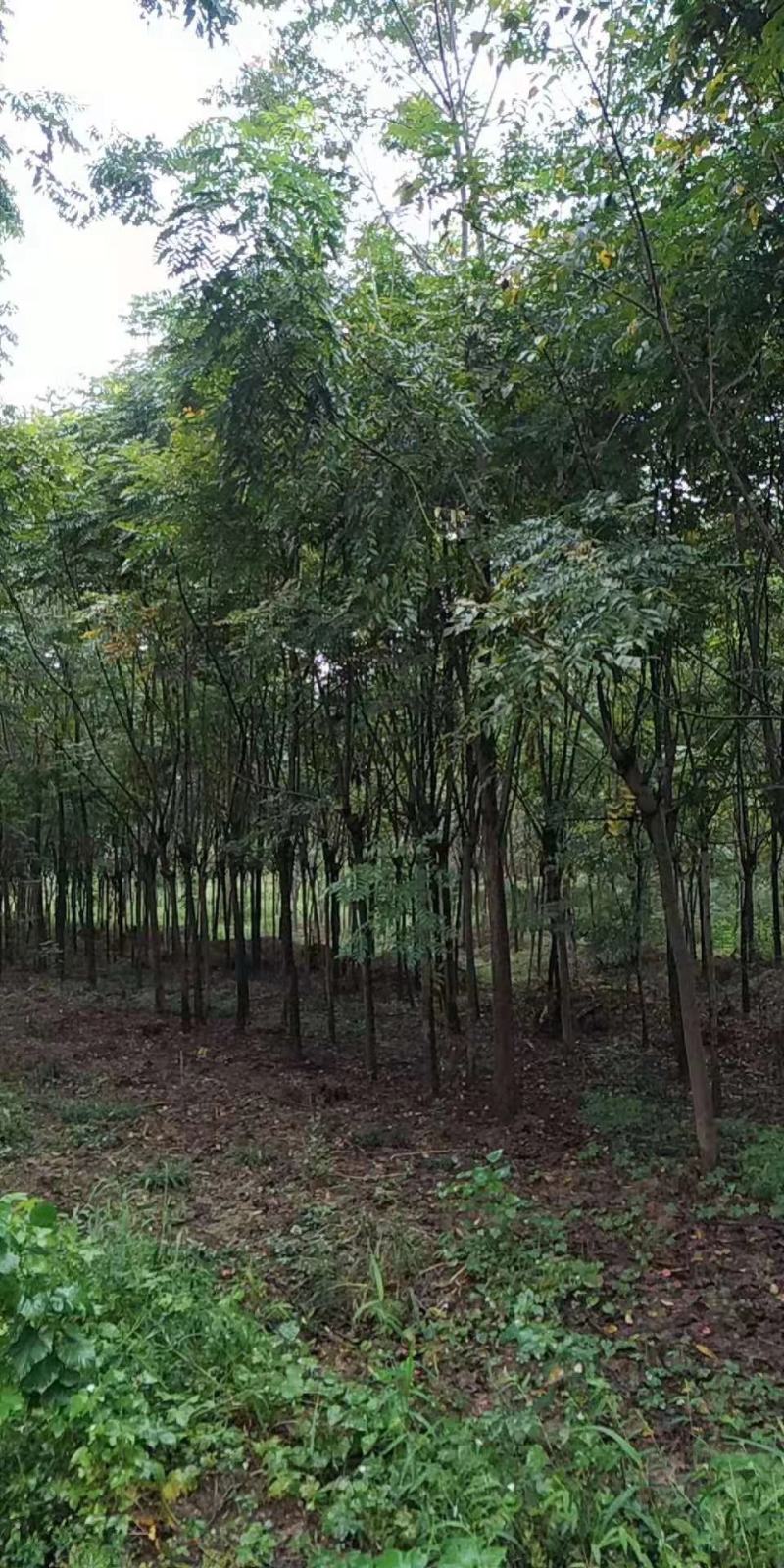 湖北栾树，黄山栾树，全冠，发冒量大价优8到20公分