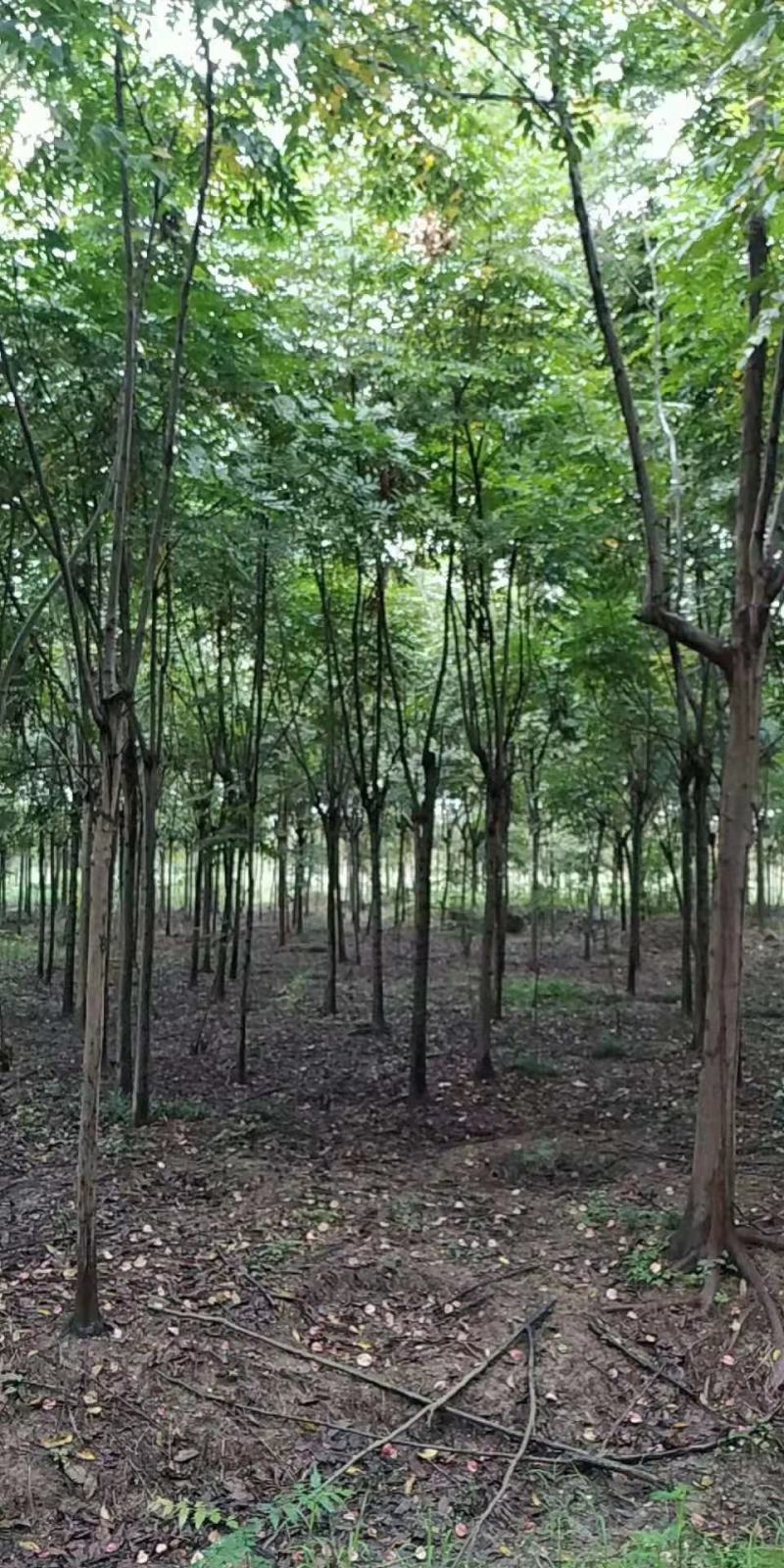 湖北栾树，黄山栾树，全冠，发冒量大价优8到20公分