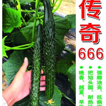 越夏耐热黄瓜种子传奇666强雌油亮高产晚春越夏早秋