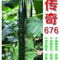 寿光越冬耐寒传奇676强雌油亮型黄瓜种子1000粒/袋