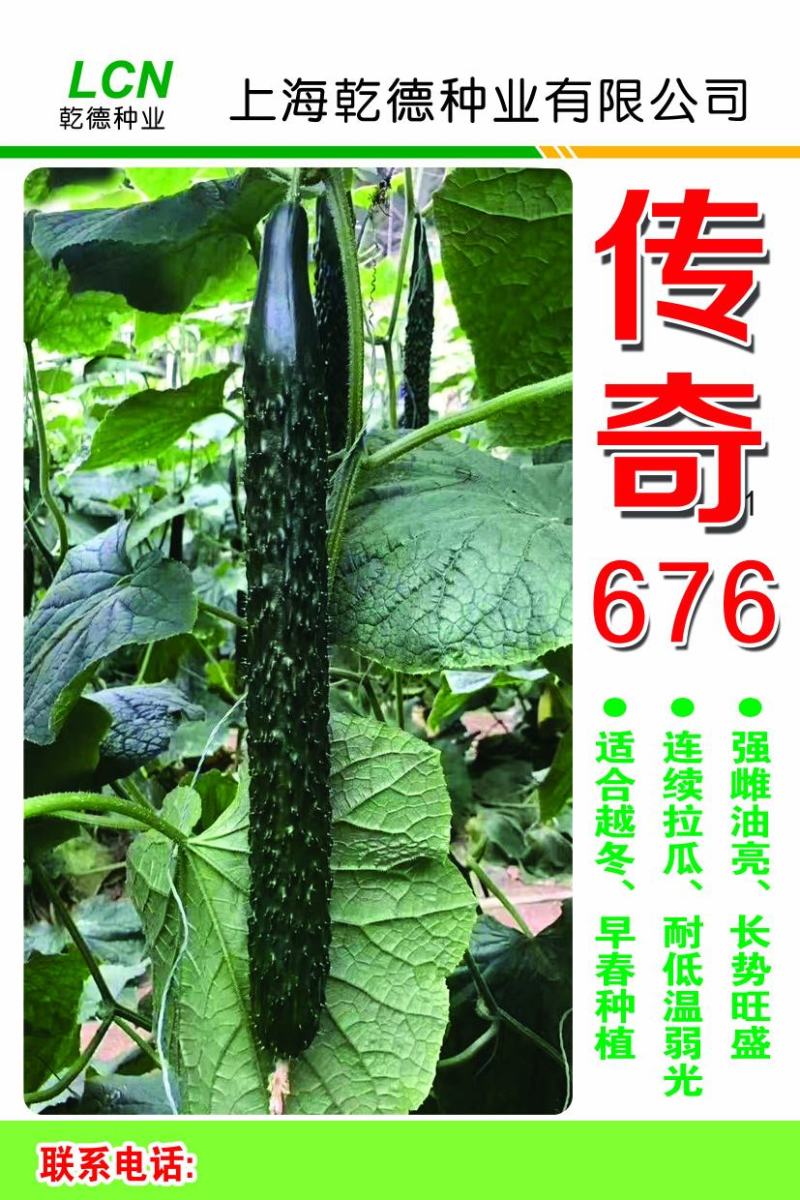 寿光越冬耐寒传奇676强雌油亮型黄瓜种子1000粒/袋