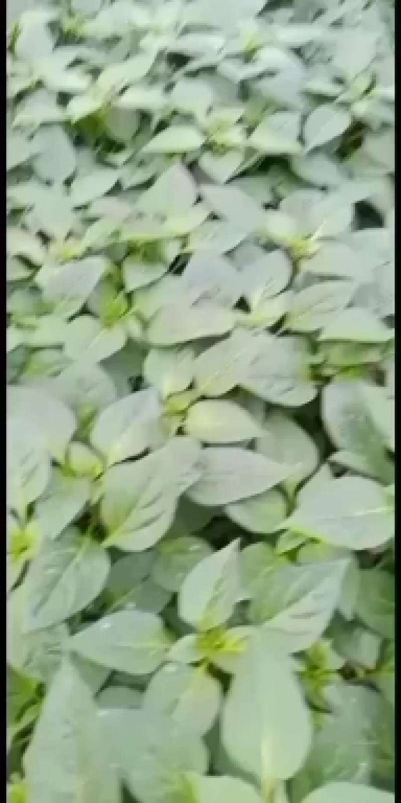 现货低价处理一批螺丝椒苗，皱皮椒苗。接受代育。