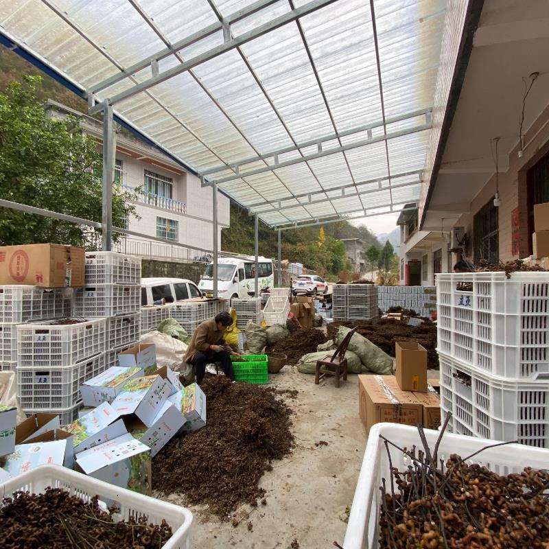 包邮拐枣水果陕西旬阳拐枣拐枣果万寿果枳椇子鸡爪梨连金钩梨