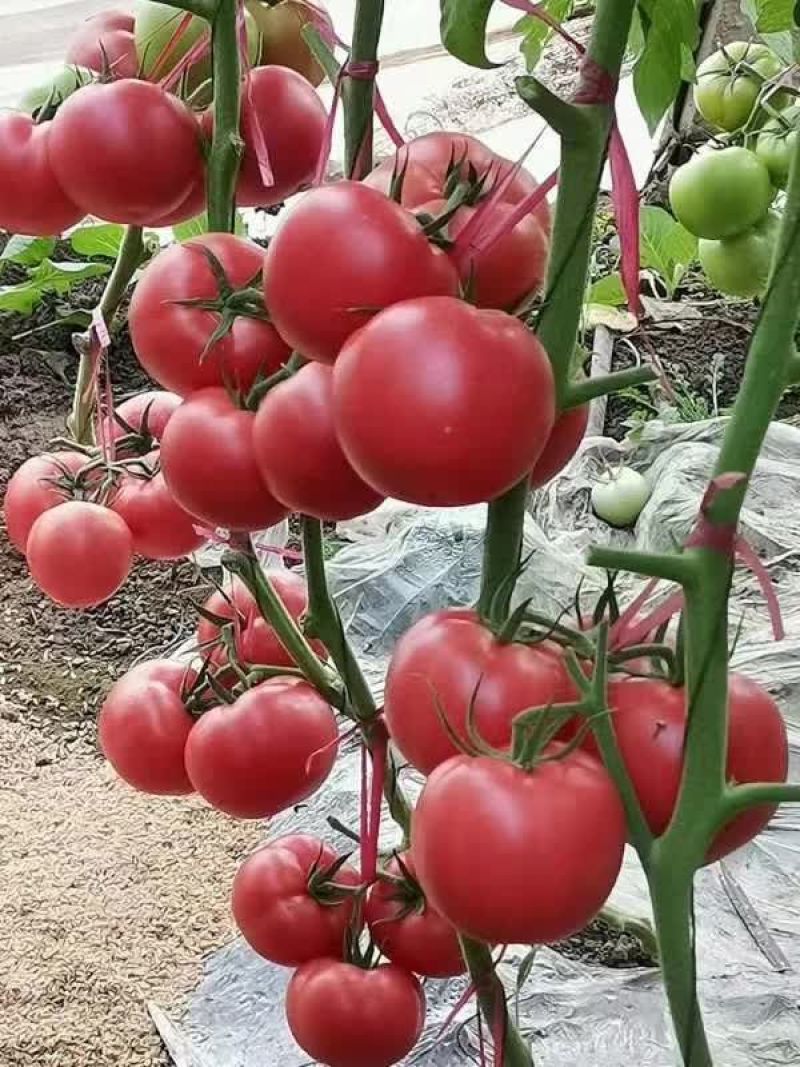乾德圣德番茄种子1000粒/袋大果抗TY易坐果果型周正