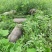 黑猪散养黑猪吃玉米吃苜蓿老品种黑猪