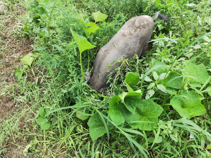黑猪散养黑猪吃玉米吃苜蓿老品种黑猪