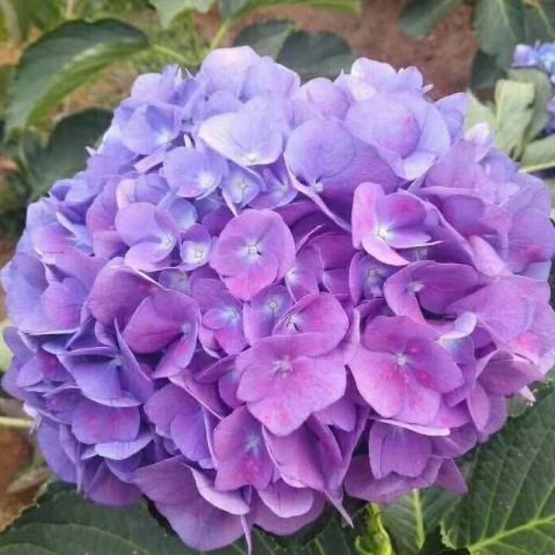 绣球花苗老桩大花无尽夏特大苗庭院四季开花盆栽庭院室内花卉