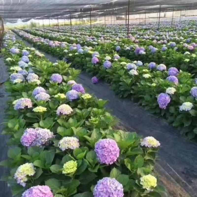 绣球花苗老桩大花无尽夏特大苗庭院四季开花盆栽庭院室内花卉
