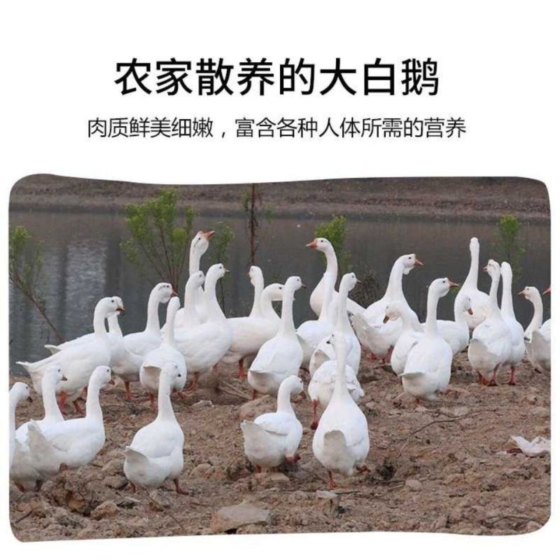 大鹅散养笨鹅9—10月份