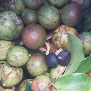 刘氏合作社油茶果，霜降果，出油率高，