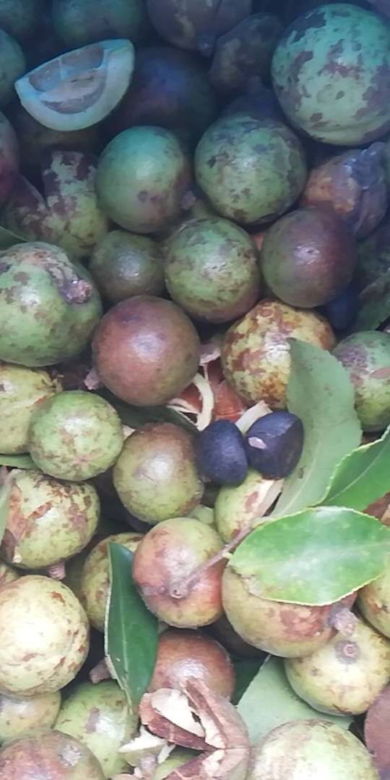 刘氏合作社油茶果，霜降果，出油率高，