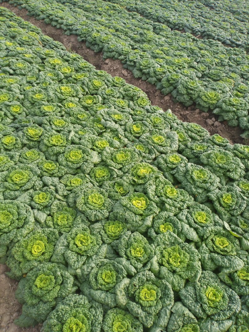 黄心菜万亩种植基地大量上市，我们有专业的团队，一条龙服务