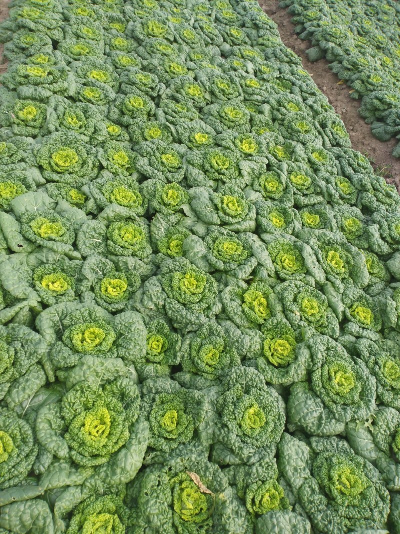 黄心菜万亩种植基地大量上市，我们有专业的团队，一条龙服务