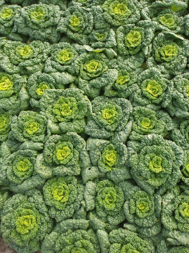 黄心菜万亩种植基地大量上市，我们有专业的团队，一条龙服务