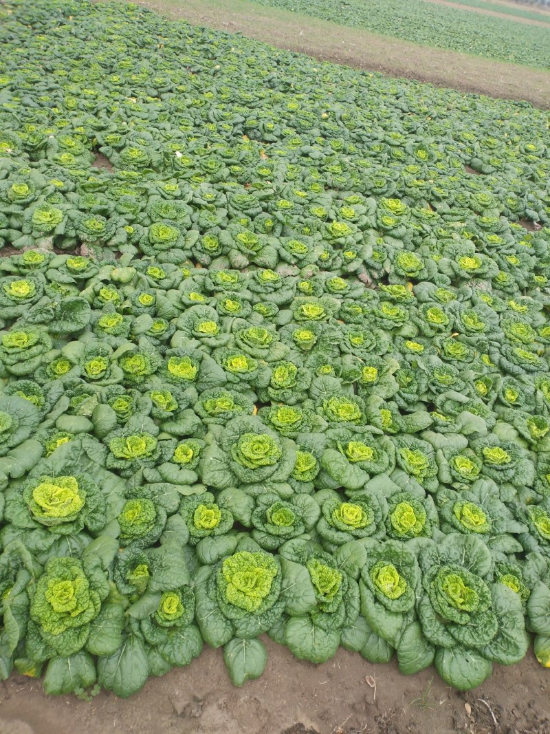 黄心菜万亩种植基地大量上市，我们有专业的团队，一条龙服务