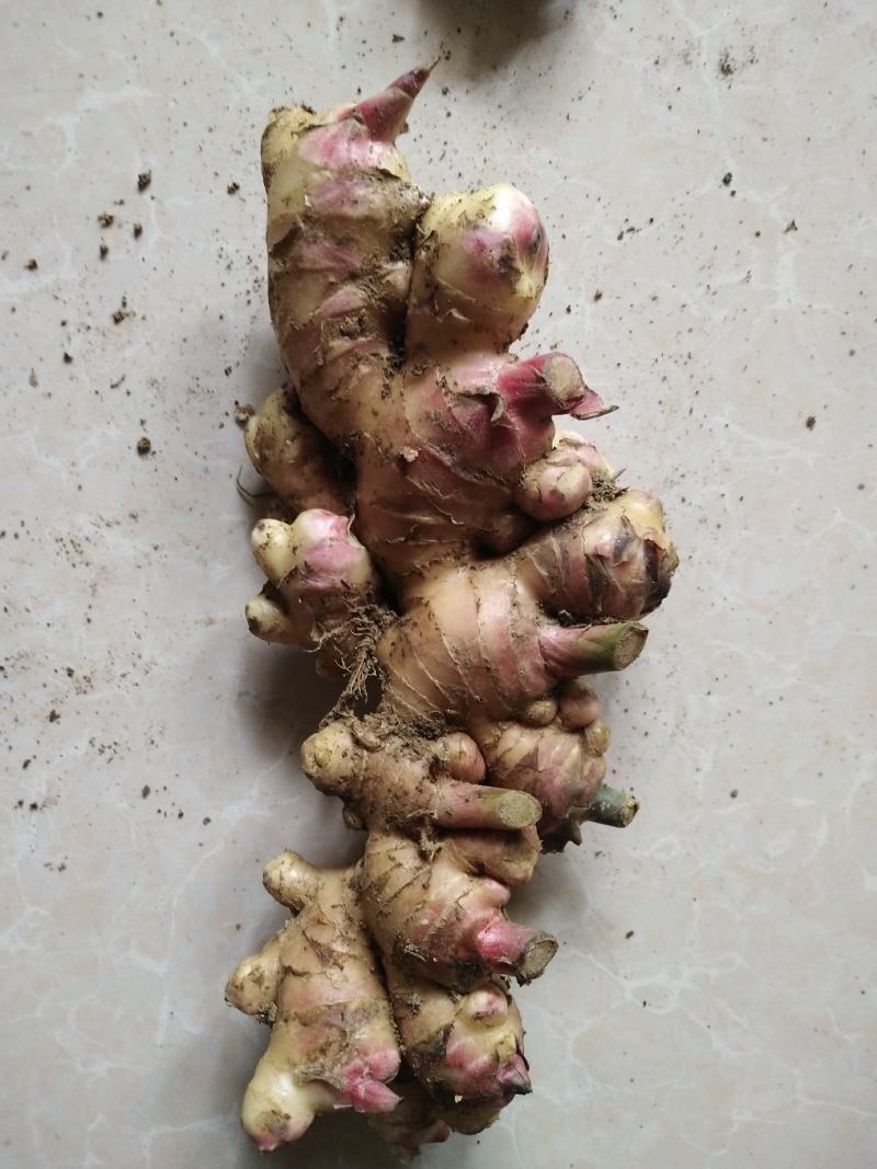 云南生姜[乌姜菜姜]鲜姜基地种植，价格便宜量大从优泥姜