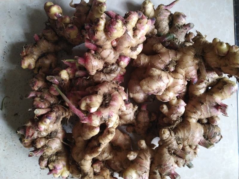 云南生姜[乌姜菜姜]鲜姜基地种植，价格便宜量大从优泥姜