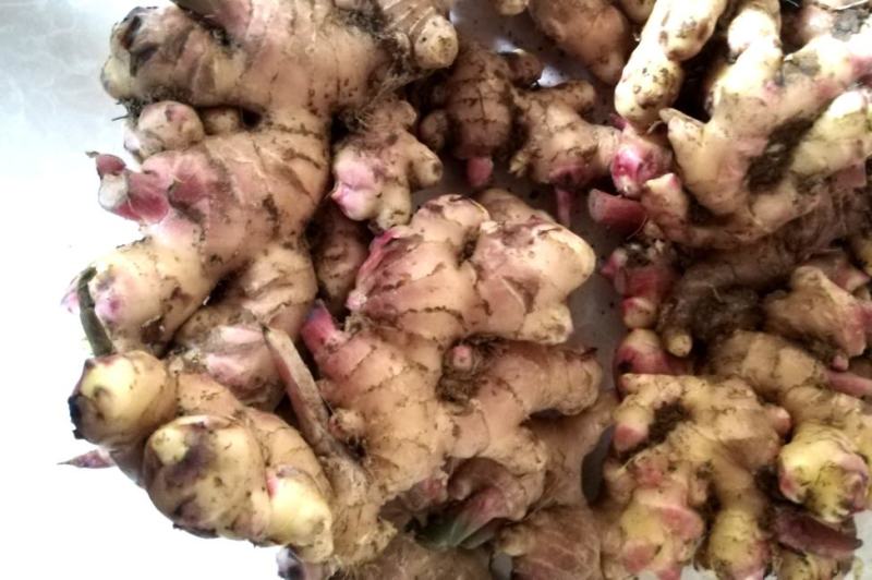 云南生姜[乌姜菜姜]鲜姜基地种植，价格便宜量大从优泥姜