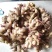 云南生姜[乌姜菜姜]鲜姜基地种植，价格便宜量大从优泥姜