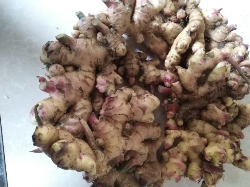 云南生姜[乌姜菜姜]鲜姜基地种植，价格便宜量大从优泥姜