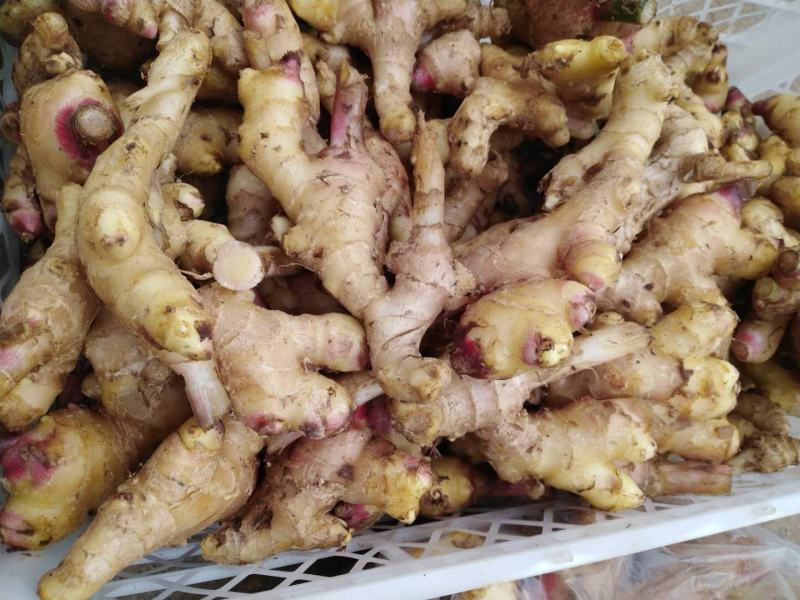 云南生姜[乌姜菜姜]鲜姜基地种植，价格便宜量大从优泥姜