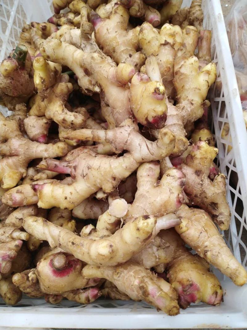 云南生姜[乌姜菜姜]鲜姜基地种植，价格便宜量大从优泥姜