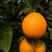 四川橙子，锦橙100号，好吃，价廉味美六十万斤现货批发