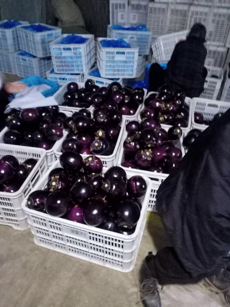 圆茄，圆茄子山东日走货40万斤可供商超电商市场小车