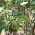 黄金梨四季香蜜梨沙梨嫁接苗当年种植当年挂果