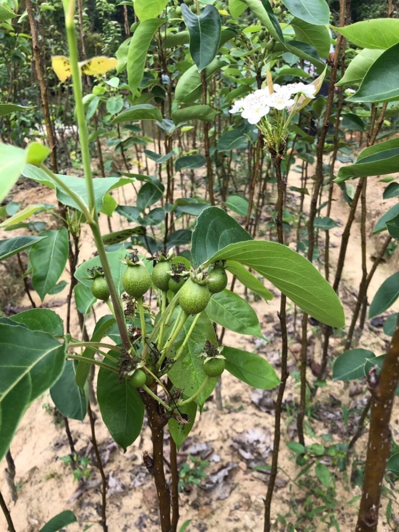黄金梨四季香蜜梨沙梨嫁接苗当年种植当年挂果
