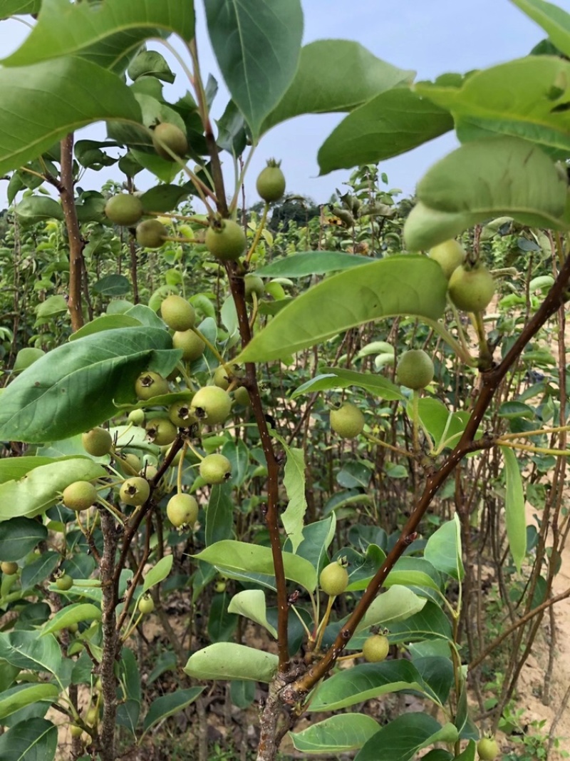 黄金梨四季香蜜梨沙梨嫁接苗当年种植当年挂果