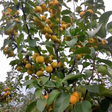 黄金梨四季香蜜梨沙梨嫁接苗当年种植当年挂果