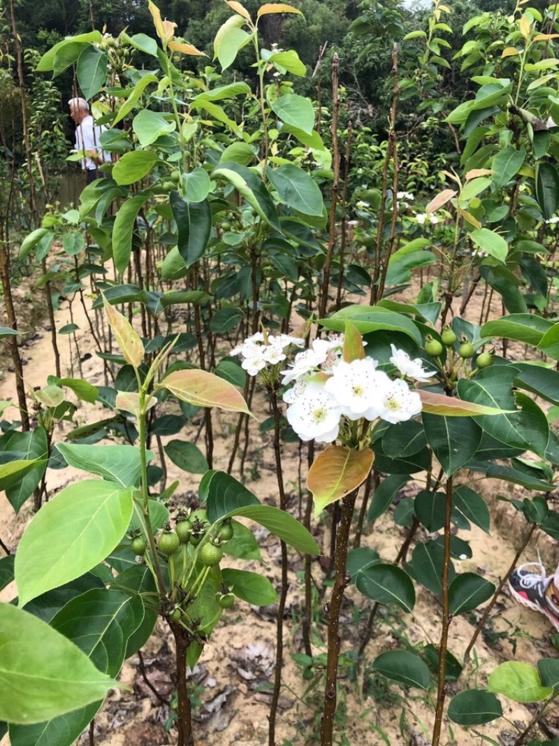 黄金梨四季香蜜梨沙梨嫁接苗当年种植当年挂果