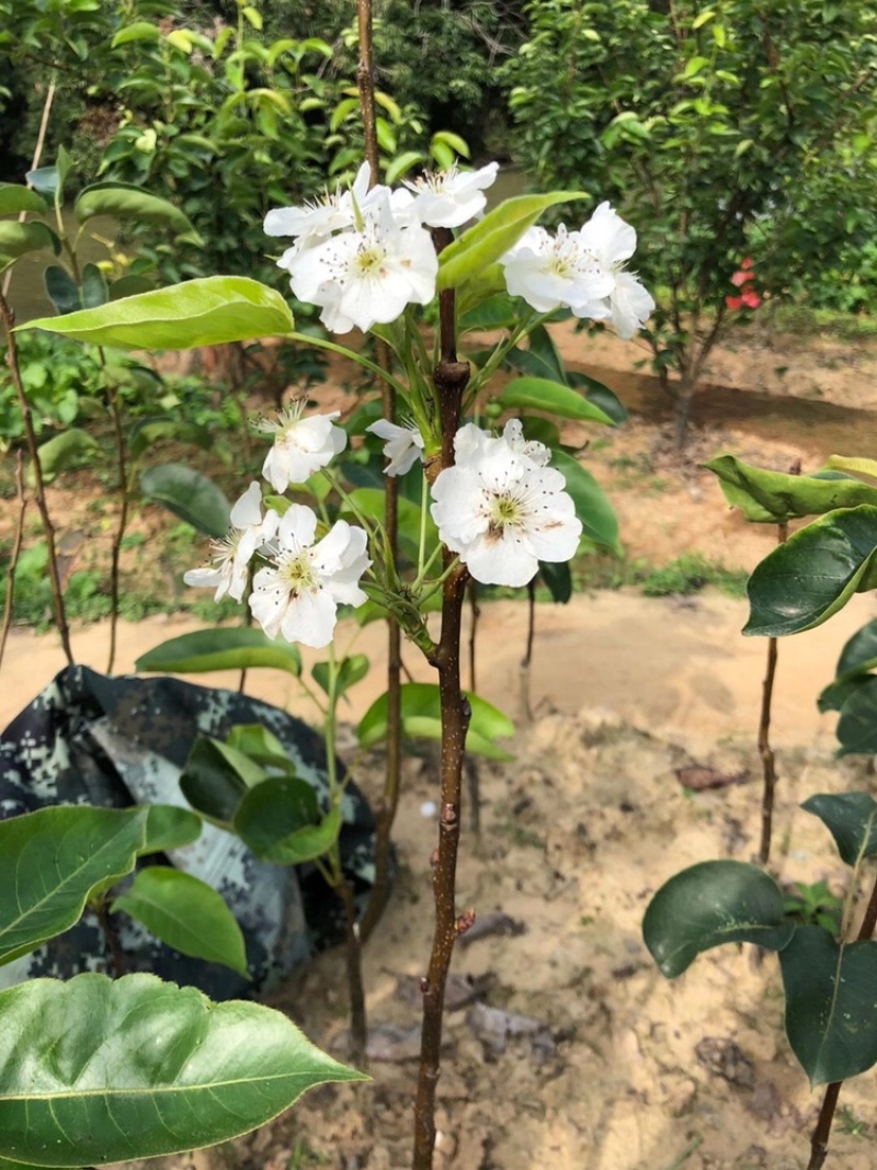 黄金梨四季香蜜梨沙梨嫁接苗当年种植当年挂果