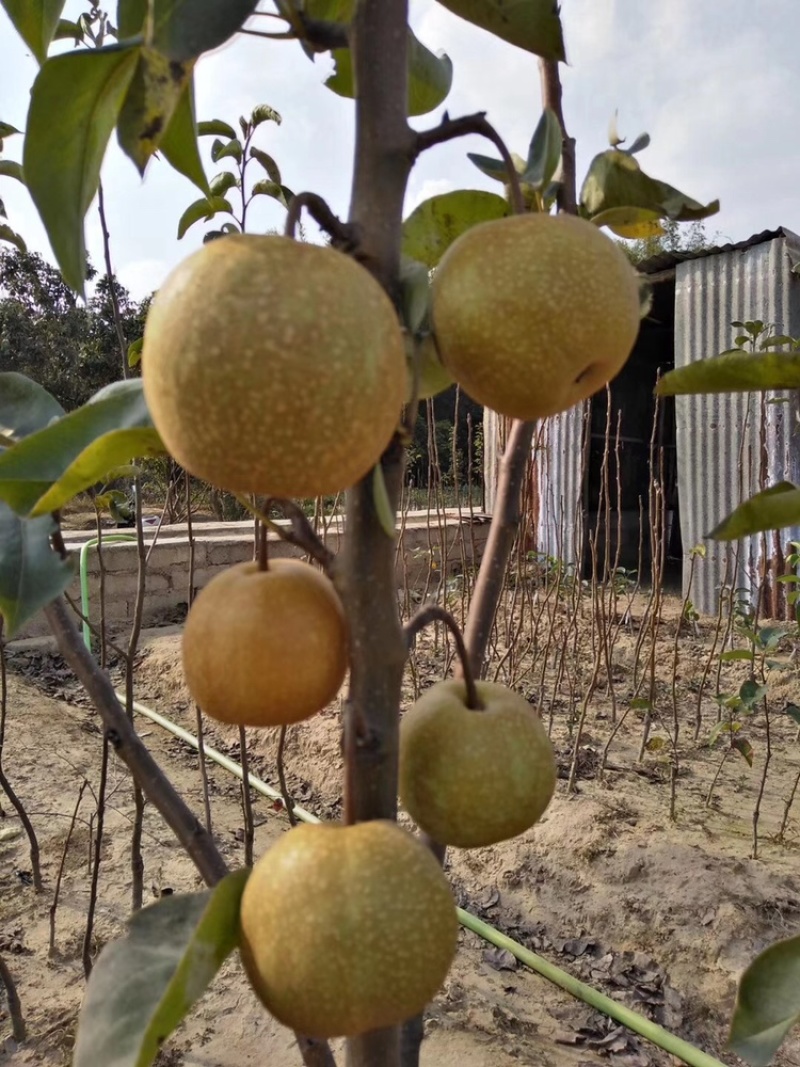 黄金梨四季香蜜梨沙梨嫁接苗当年种植当年挂果