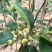 黄金梨四季香蜜梨沙梨嫁接苗当年种植当年挂果