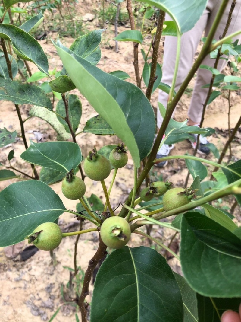 黄金梨四季香蜜梨沙梨嫁接苗当年种植当年挂果