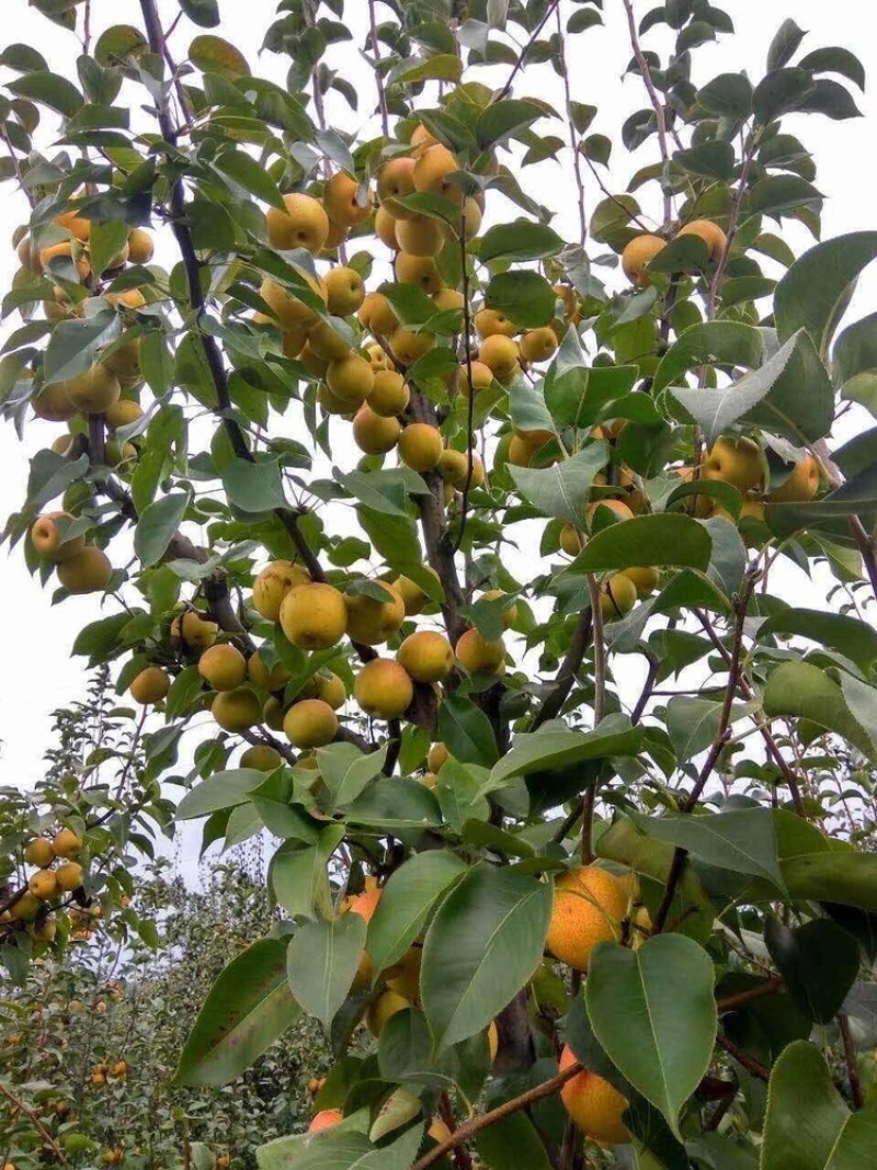 黄金梨四季香蜜梨沙梨嫁接苗当年种植当年挂果