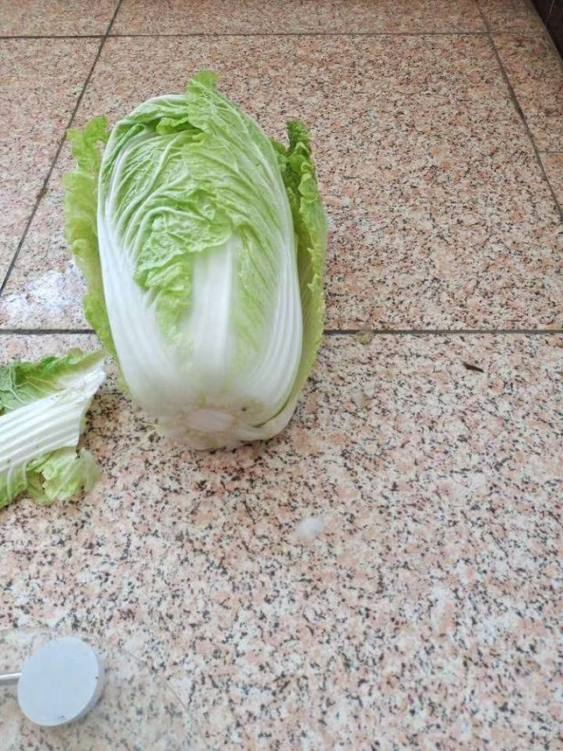 精品白菜，产地直供，货源充足，诚信经营，专业代收代发