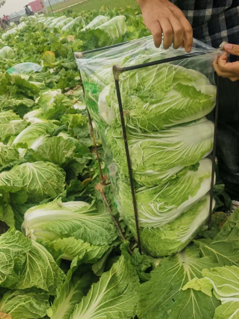 精品白菜，产地直供，货源充足，诚信经营，专业代收代发