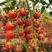 红禧樱桃番茄种子圣女果种子，酸甜可口，单果重15～20克