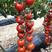 红禧樱桃番茄种子圣女果种子，酸甜可口，单果重15～20克