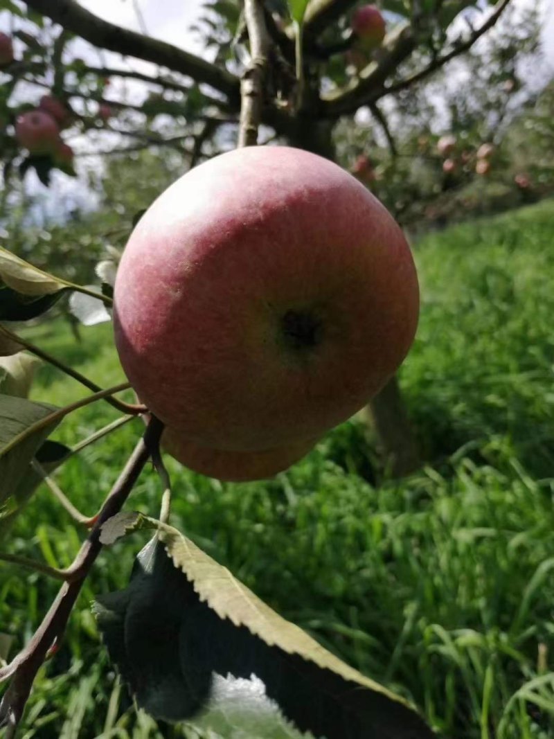 云南长在石头缝里的丑苹果