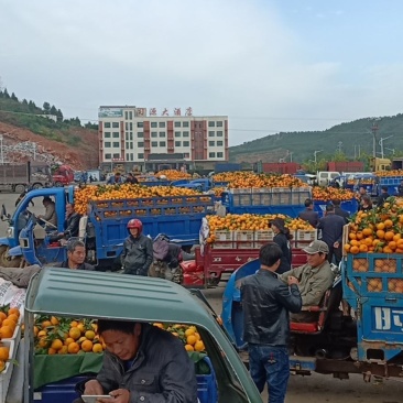 美味蜜桔大量上市，货源充足，大降价了，欢迎各位客商前来订